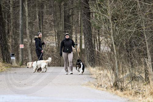 epa12833356 People walk their dogs at an outdoor recreation area in Helsinki, Finland, 19 March 2026. According to the World Happiness Report 2026, covering 147 countries, Finland has been ranked as the happiest country in the world for the ninth consecutive year.  EPA/KIMMO BRANDT