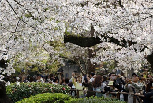 epa12859895 People take pictures of cherry blossoms in full bloom at Chidorigafuchi Moat in Tokyo, Japan, 30 March 2026. Cherry blossoms in central Tokyo have reached full bloom slightly earlier than usual this year.  EPA/FRANCK ROBICHON