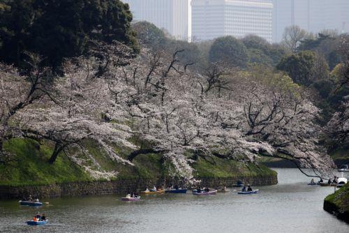 epa12859896 People rowing boats enjoy the view of cherry blossoms in full bloom at Chidorigafuchi Moat in Tokyo, Japan, 30 March 2026. Cherry blossoms in central Tokyo have reached full bloom slightly earlier than usual this year.  EPA/FRANCK ROBICHON