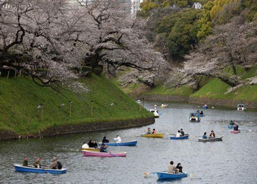 epa12859897 People rowing boats enjoy the view of cherry blossoms in full bloom at Chidorigafuchi Moat in Tokyo, Japan, 30 March 2026. Cherry blossoms in central Tokyo have reached full bloom slightly earlier than usual this year.  EPA/FRANCK ROBICHON
