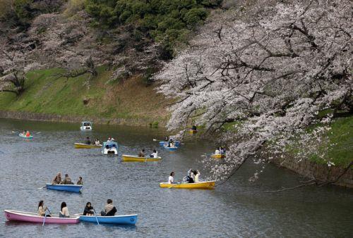 epa12859899 People rowing boats enjoy the view of cherry blossoms in full bloom at Chidorigafuchi Moat in Tokyo, Japan, 30 March 2026. Cherry blossoms in central Tokyo have reached full bloom slightly earlier than usual this year.  EPA/FRANCK ROBICHON
