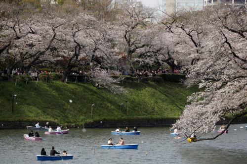 epa12859900 People rowing boats enjoy the view of cherry blossoms in full bloom at Chidorigafuchi Moat in Tokyo, Japan, 30 March 2026. Cherry blossoms in central Tokyo have reached full bloom slightly earlier than usual this year.  EPA/FRANCK ROBICHON