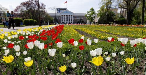 epa12879879 Tulips bloom in downtown Bishkek, Kyrgyzstan, 10 April 2026.  EPA/IGOR KOVALENKO
