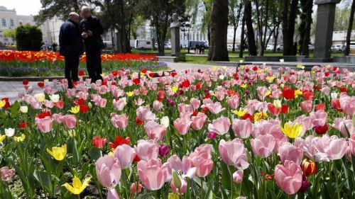 epa12879882 Kyrgyz people stroll through the city as tulips bloom in downtown Bishkek, Kyrgyzstan, 10 April 2026.  EPA/IGOR KOVALENKO