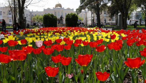 epa12879884 Tulips bloom in downtown Bishkek, Kyrgyzstan, 10 April 2026.  EPA/IGOR KOVALENKO