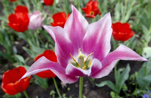 epa12879886 Tulips bloom in downtown Bishkek, Kyrgyzstan, 10 April 2026.  EPA/IGOR KOVALENKO