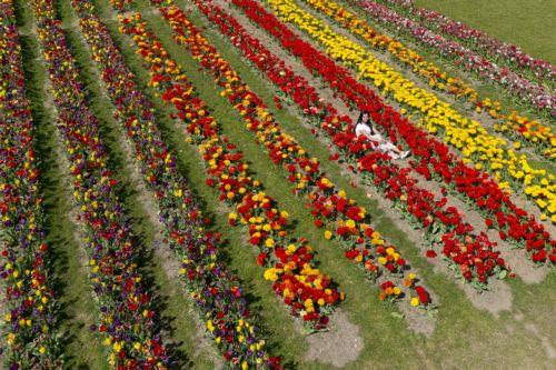 epa12902622 An aerial view taken with a drone shows a visitor posing for pictures with tulips at Tulleys Tulip Fields on a sunny day in St Albans, Hertfordshire, Britain, 20 April 2026. Tulleys Tulip Fields has over 750,000 tulips from over 100 varieties and most of them are in their peak bloom until 26 April, with the field open to the visitors until 04...
