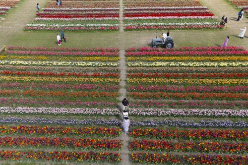 epa12902623 An aerial view taken with a drone shows visitors at Tulleys Tulip Fields in St Albans, Hertfordshire, Britain, 20 April 2026. Tulleys Tulip Fields has over 750,000 tulips from over 100 varieties and most of them are in their peak bloom until 26 April, with the field open to the visitors until 04 May 2026.  EPA/TOLGA AKMEN