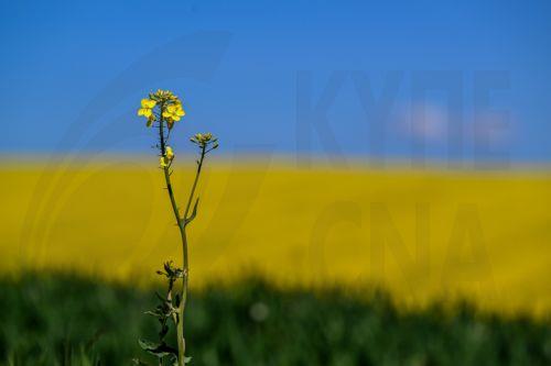 epa12929359 A view of rapeseed field in bloom near Zuklin, southeastern Poland, 02 May 2026 (issued 03 May 2026).  Poland is one of top EU producers of rapeseed for high-quality edible oils and sustainable biofuels.  EPA/DAREK DELMANOWICZ POLAND OUT