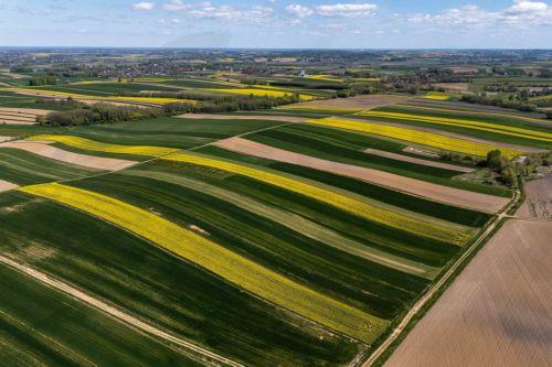 epa12929361 A view of rapeseed fields in bloom near Zuklin, southeastern Poland, 02 May 2026 (issued 03 May 2026).  Poland is one of top EU producers of rapeseed for high-quality edible oils and sustainable biofuels.  EPA/DAREK DELMANOWICZ POLAND OUT