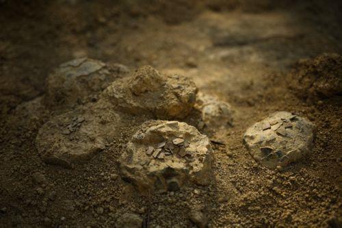 epa12952275 A general view of dinosaur eggs at the Dinosaur Museum-Park in Meze, southern France, 12 May 2026 (issued 13 May 2026). Founder of the park, Alain Cabot, has discovered dozens of fossilised eggs on French territory. The discovery of about 100 dinosaur eggs dating back approximately 72 million years makes this deposit one of the most significant...