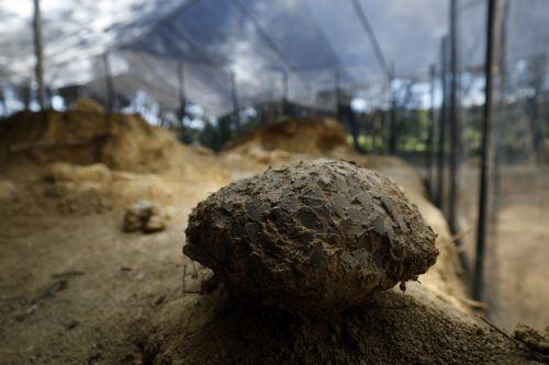 epa12952276 A general view of a dinosaur egg at the Dinosaur Museum-Park in Meze, southern France, 12 May 2026 (issued 13 May 2026). Founder of the park, Alain Cabot, has discovered dozens of fossilised eggs on French territory. The discovery of about 100 dinosaur eggs dating back approximately 72 million years makes this deposit one of the most significant...