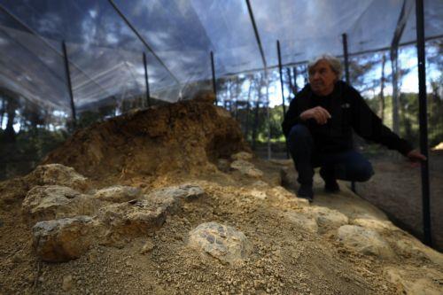 epa12952281 Geologist Alain Cabot poses with dinosaur eggs at the Dinosaur Museum-Park in Meze, southern France, 12 May 2026 (issued 13 May 2026). Founder of the park, Alain Cabot, has discovered dozens of fossilised eggs in French territory. The discovery of about 100 dinosaur eggs dating back approximately 72 million years makes this deposit one of the...