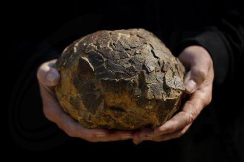 epa12952282 Geologist Alain Cabot poses with a dinosaur egg at the Dinosaur Museum-Park in Meze, southern France, 12 May 2026 (issued 13 May 2026). Founder of the park, Alain Cabot, has discovered dozens of fossilised eggs in French territory. The discovery of about 100 dinosaur eggs dating back approximately 72 million years makes this deposit one of the...