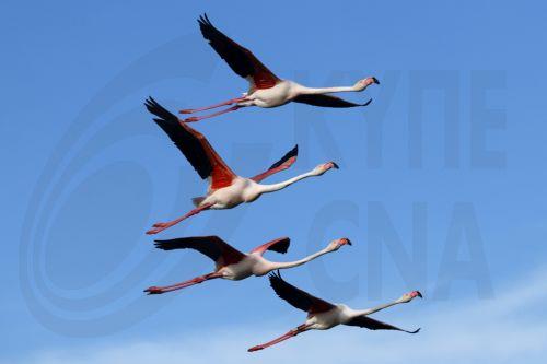 epa12972097 Greater flamingos (Phoenicopterus roseus) fly over the Pont de Gau Ornithological Park in the Camargue area, near Saintes-Maries-de-la-Mer, France, 18 May 2026. The park is known for allowing visitors to observe flamingos and other bird species in their natural habitat. The Camargue, already recognized as a UNESCO Biosphere Reserve, is the...
