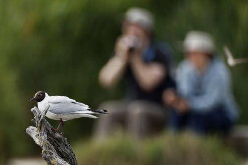 epa12972100 A black-headed gull (Chroicocephalus ridibundus) perches on a branch at the Pont de Gau Ornithological Park in the Camargue area, near Saintes-Maries-de-la-Mer, France, 18 May 2026. The park is known for allowing visitors to observe flamingos and other bird species in their natural habitat. The Camargue, already recognized as a UNESCO Biosphere...