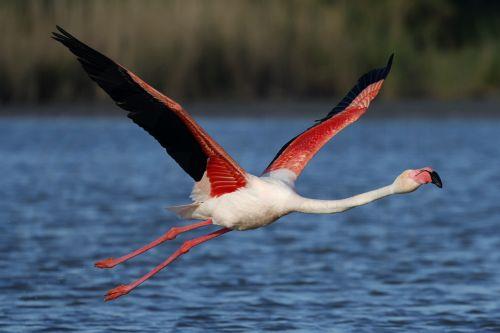 epa12972101 A greater flamingo (Phoenicopterus roseus) flies at the Pont de Gau Ornithological Park in the Camargue area, near Saintes-Maries-de-la-Mer, France, 18 May 2026. The park is known for allowing visitors to observe flamingos and other bird species in their natural habitat. The Camargue, already recognized as a UNESCO Biosphere Reserve, is the...