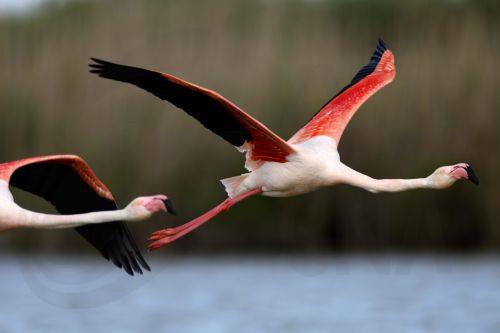 epa12972102 Greater flamingos (Phoenicopterus roseus) fly over the Pont de Gau Ornithological Park in the Camargue area, near Saintes-Maries-de-la-Mer, France, 18 May 2026. The park is known for allowing visitors to observe flamingos and other bird species in their natural habitat. The Camargue, already recognized as a UNESCO Biosphere Reserve, is the...
