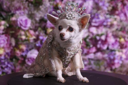 epa12972607 A dog dressed in a look inspired by Beyonce participates in the 'Pet Gala' in New York, New York, USA, 18 May 2026. During the event, canines are dressed in custom-made recreations of couture outfits worn by celebrities to the 2026 Met Gala.  EPA/SARAH YENESEL