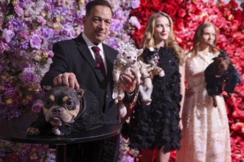 epa12972610 Dogs and human models participate in the 'Pet Gala' in New York, New York, USA, 18 May 2026. During the event, canines are dressed in custom-made recreations of couture outfits worn by celebrities to the 2026 Met Gala.  EPA/SARAH YENESEL
