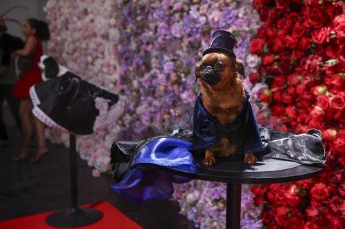 epa12972611 Dogs participate in the 'Pet Gala' in New York, New York, USA, 18 May 2026. During the event, canines are dressed in custom-made recreations of couture outfits worn by celebrities to the 2026 Met Gala.  EPA/SARAH YENESEL