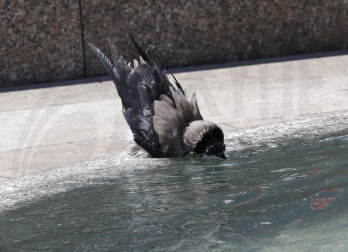 epa12992642 A gray crow drinks water from a fountain in downtown Zagreb, Croatia, 25 May 2026. Reports state that in recent days Croatia and Zagreb have recorded unusually high temperatures for this time of year, exceeding 30 degrees Celsius. Europe is bracing for a heatwave, as forecasters predict temperatures are expected to climb above 30 degrees...