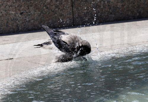 epa12992643 A gray crow drinks water from a fountain in downtown Zagreb, Croatia, 25 May 2026. Reports state that in recent days Croatia and Zagreb have recorded unusually high temperatures for this time of year, exceeding 30 degrees Celsius. Europe is bracing for a heatwave, as forecasters predict temperatures are expected to climb above 30 degrees...