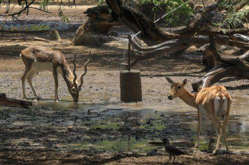 epa12998180 Blackbucks (Antilope cervicapra) cool off near a sprinkler inside its enclosure at the National Zoological Park in New Delhi, India, 27 May 2026. Zoo authorities are using water sprays and sprinklers to help the animals cope with a severe regional heatwave, as the India Meteorological Department (IMD) recorded temperatures reaching 44 degrees...