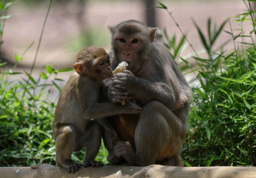 epa12998189 Rhesus macaques (Macaca mulatta) eat an ice cream cone amid a heatwave at the National Zoological Park in New Delhi, India, 27 May 2026. Zoo authorities are using water sprays and sprinklers to help the animals cope with a severe regional heatwave, as the India Meteorological Department (IMD) recorded temperatures reaching 44 degrees Celsius in...