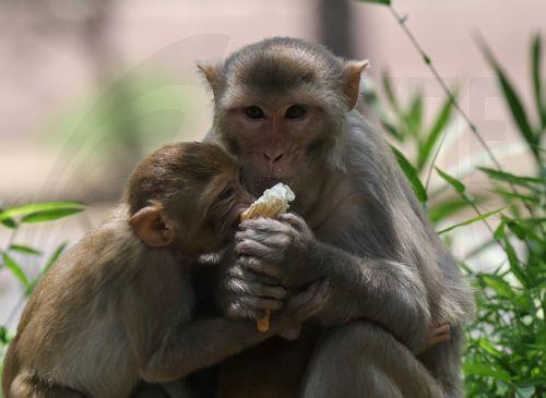 epa12998190 Rhesus macaques (Macaca mulatta) eat an ice cream cone amid a heatwave at the National Zoological Park in New Delhi, India, 27 May 2026. Zoo authorities are using water sprays and sprinklers to help the animals cope with a severe regional heatwave, as the India Meteorological Department (IMD) recorded temperatures reaching 44 degrees Celsius in...