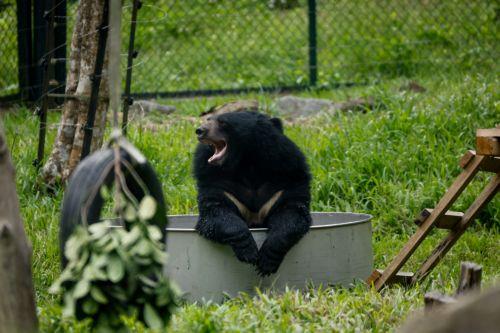 epa13032211 A moon bear plays inside its sanctuary at the Vietnam Bear Rescue Centre in Tam Dao National Park, about 80 kilometers northwest of Hanoi, Vietnam, 12 June 2026. The center, which is operated by the international organization Animals Asia, is home to over 160 bears rescued from the bile farming industry. There are still around 150 bears being...