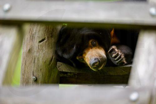 epa13032212 A sun bear plays inside its sanctuary at the Vietnam Bear Rescue Centre in Tam Dao National Park, about 80 kilometers northwest of Hanoi, Vietnam, 12 June 2026. The center, which is operated by the international organization Animals Asia, is home to over 160 bears rescued from the bile farming industry. There are still around 150 bears being...