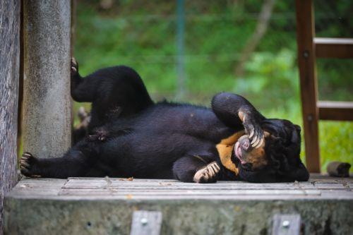 epa13032214 A sun bear plays inside its sanctuary at the Vietnam Bear Rescue Centre in Tam Dao National Park, about 80 kilometers northwest of Hanoi, Vietnam, 12 June 2026. The center, which is operated by the international organization Animals Asia, is home to over 160 bears rescued from the bile farming industry. There are still around 150 bears being...