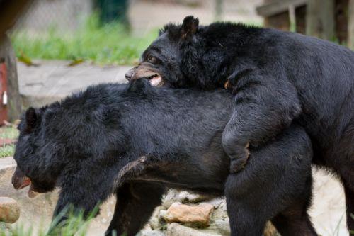 epa13032217 Moon bears play inside the sanctuary at the Vietnam Bear Rescue Centre in Tam Dao National Park, about 80 kilometers northwest of Hanoi, Vietnam, 12 June 2026. The center, which is operated by the international organization Animals Asia, is home to over 160 bears rescued from the bile farming industry. There are still around 150 bears being kept...