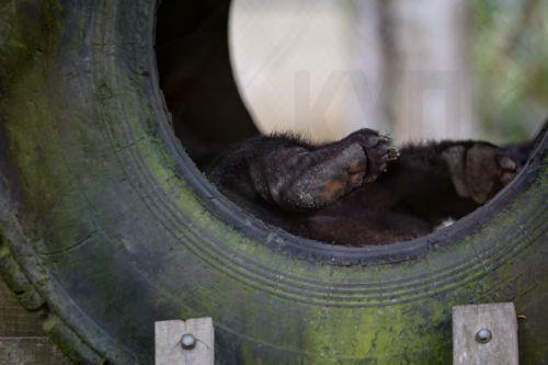 epa13032218 A bear sleeps inside its sanctuary at the Vietnam Bear Rescue Centre in Tam Dao National Park, about 80 kilometers northwest of Hanoi, Vietnam, 12 June 2026. The center, which is operated by the international organization Animals Asia, is home to over 160 bears rescued from the bile farming industry. There are still around 150 bears being kept...