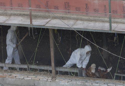 epaselect epa13060577 Members of a rapid response team from the Department of Livestock Services cull chickens at a poultry farm in Bhaktapur, Nepal, 24 June 2026. Multiple poultry farms across all three districts of the Kathmandu Valley have been affected by the avian influenza A (H5N1) virus. Nepal's only central zoo was closed indefinitely after birds...