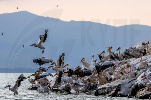 epa13068526 Birds fly over Lake Prespa from the cost of Snake Island, close to the village of Konjsko, Republic of North Macedonia, 27 June 2026.  Over the past two decades, Lake Prespa has lost a significant amount of water due to human activities and climate change, putting its rich biodiversity at risk. After a winter of heavy snowfall and abundant...