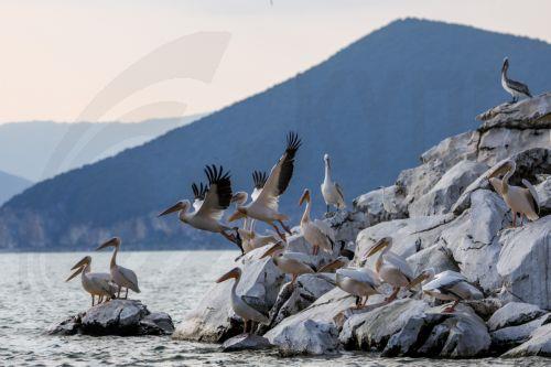 epa13068528 Birds on Snake Island, a well-known refuge for numerous bird species in Lake Prespa,  near the village of Konjsko, Republic of North Macedonia, 27 June 2026. Over the past two decades, Lake Prespa has lost a significant amount of water due to human activities and climate change, putting its rich biodiversity at risk. After a winter of heavy...