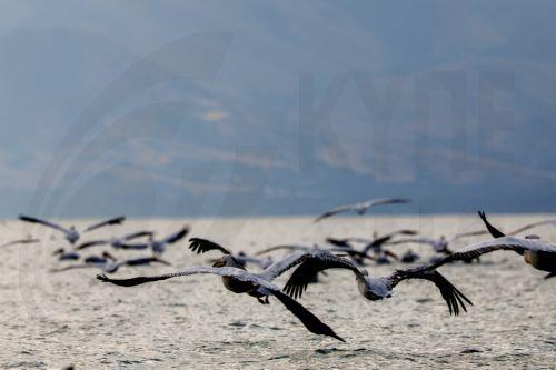 epa13068530 Birds fly over Lake Prespa near Snake Island, close to the village of Konjsko, Republic of North Macedonia, 27 June 2026. Over the past two decades, Lake Prespa has lost a significant amount of water due to human activities and climate change, putting its rich biodiversity at risk. After a winter of heavy snowfall and abundant rainfall, the...
