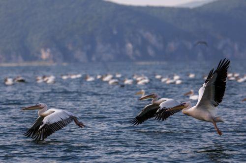 epa13068531 Birds fly over Lake Prespa near Snake Island, close to the village of Konjsko, Republic of North Macedonia, 27 June 2026. Over the past two decades, Lake Prespa has lost a significant amount of water due to human activities and climate change, putting its rich biodiversity at risk. After a winter of heavy snowfall and abundant rainfall, the...