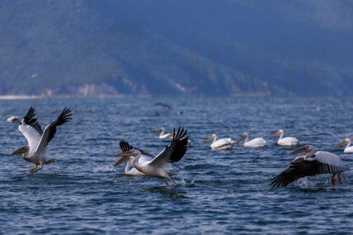 epa13068532 Birds fly over Lake Prespa near Snake Island, close to the village of Konjsko, Republic of North Macedonia, 27 June 2026. Over the past two decades, Lake Prespa has lost a significant amount of water due to human activities and climate change, putting its rich biodiversity at risk. After a winter of heavy snowfall and abundant rainfall, the...