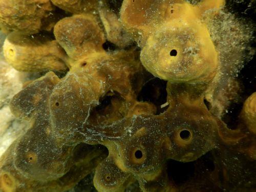 epa13070321 A sea sponge is seen on the seabed at Karathona Beach near Nafplio, Peloponnese region, Greece, 28 June 2026.  EPA/BOUGIOTIS EVANGELOS