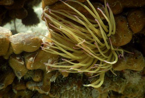 epa13070322 A sea ​​anemone is seen on the seabed at Karathona Beach near Nafplio, Peloponnese region, Greece, 28 June 2026.  EPA/BOUGIOTIS EVANGELOS