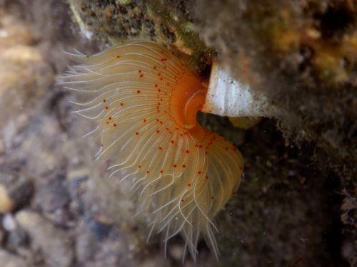 epa13070325 A sea ​​anemone is seen on the seabed at Karathona Beach near Nafplio, Peloponnese region, Greece, 28 June 2026.  EPA/BOUGIOTIS EVANGELOS