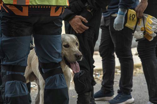 epa13081746 A rescue dog takes part in a rescue operation to save Fabio, a nine-year-old boy who has been trapped under the rubble for eight days, in a collapsed building in Caraballeda, Venezuela, 02 July 2026. The 7.2- and 7.5-magnitude earthquakes that struck Venezuela on 24 June have killed more than 2,290 people, according to official figures. ...