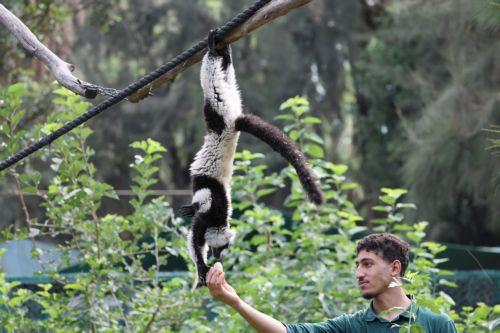 epa13108025 A black-and-white ruffed lemur is fed frozen fruits given by the Ramat Gan Safari team to cool off from the summer heat at the Ramat Gan Safari, Israel, 13 July 2026.  EPA/ABIR SULTAN