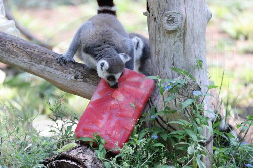 epa13108026 A ring-tailed lemur eats frozen fruit given by the Ramat Gan Safari team to cool off from the summer heat at the Ramat Gan Safari, Israel, 13 July 2026.  EPA/ABIR SULTAN