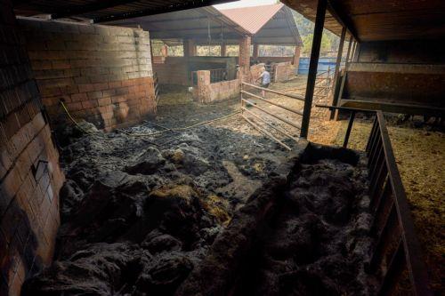epa13135621 A burnt farm at the village of Casavieja, Avila, Spain, 27 July 2026. In Avila's region, 15 villages have been evacuated due to the fire. Multiple fires in Spain have forced the evacuation of about 115,000 people from the affected villages.  EPA/RAUL SANCHIDRIAN