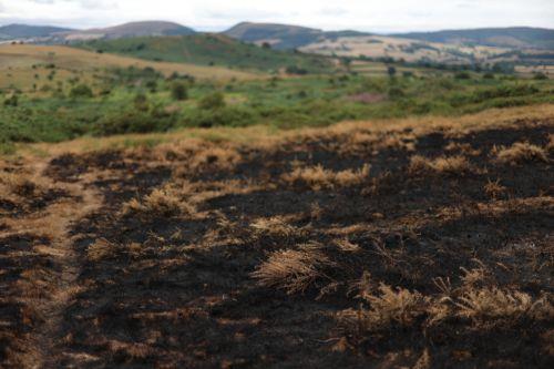 epa13135880 A view showing the wildfire damage in Halkyn, Britain, 27 July 2026. A drought was declared by Natural Resources Wales in North Wales and the Upper Severn on 23 July after a prolonged period of hot, dry weather.  EPA/ADAM VAUGHAN