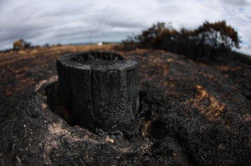epa13135887 A photograph taken on a fisheye lens of a charred stump after wildfires in Halkyn, Britain, 27 July 2026. A drought was declared by Natural Resources Wales in North Wales and the Upper Severn on 23 July after a prolonged period of hot, dry weather.  EPA/ADAM VAUGHAN
